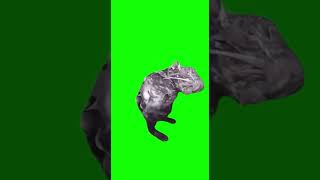 Rat Showering Green Screen [upl. by Enedan319]