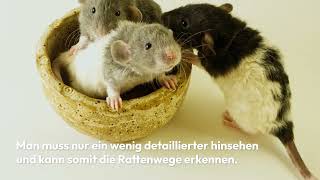 Was hilft gegen Ratten im Garten 🐀 Was fressen sie und wie werde ich sie endgültig wieder los [upl. by Phil]