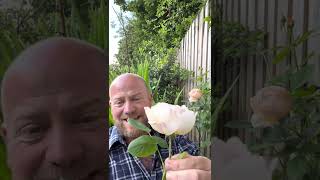 Personal review of climbing rose “woolerton old hall” from davidaustinroses gardenerben [upl. by Aleksandr969]