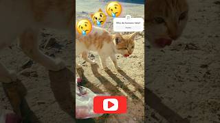 Why do humans can helps shorts Youtubeshortscat [upl. by Lustick]