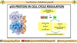 p53  ROLE OF p53 IN CELL CYCLE REGULATION TUMOR SUPPRESSOR PROTEIN [upl. by Htebilil]