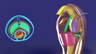 3D Body Cavities Embryology part 2 Pleural cavities and Pericardial cavity  Fibrous Pericardium [upl. by Anihs158]