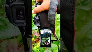 Jatropha gossypifolia flower india forest 🔁🌱 photoshoot tutorial photography [upl. by Nylrem]