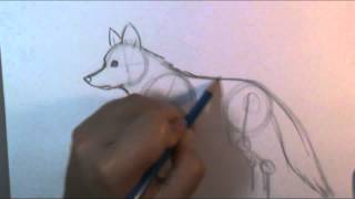 How to draw a wolf body [upl. by Richter]