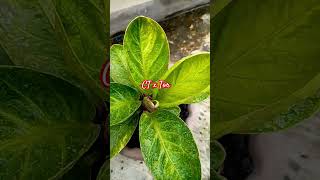 Hybrid Mk Cut tari plants anthuriumjemani jemanivarigata jemanimangkok jemani anthurium [upl. by Olim951]