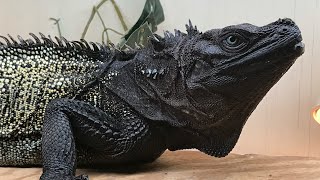 Sulawesi Black Sailfin Dragon Hydrosaurus celebensis Eats Banana shorts [upl. by Seyer]