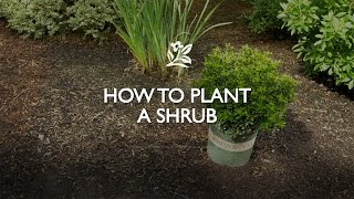 How to Plant a Shrub  Monrovia Garden [upl. by Roinuj]