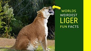 Liger facts for kids Liger information you didn’t now before [upl. by Anij]