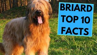 Briard  TOP 10 Interesting Facts [upl. by Alauqahs]