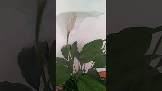 Спатифиллум спатифиллум цветы flowers spathiphyllum [upl. by Fiorenza]