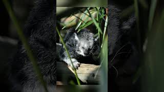 Binturong The Bearcat That Smells Like Popcorn [upl. by Audre]