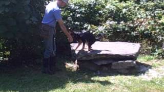 Natural Dog Training Kevin Behan Training Hero [upl. by Luahs]