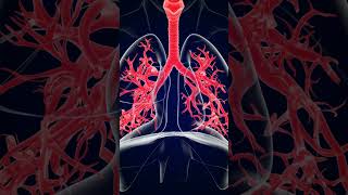 Le système respiratoire  The Respiratory System  The Process of Breathing [upl. by Warden]