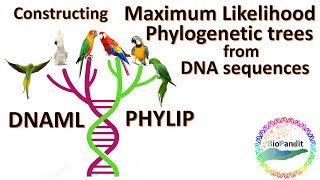 Constructing Maximum Likelihood Phylogenetic Trees from DNA sequences using Phylip [upl. by Apeed]