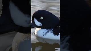 Barrows Goldeneye Nature Ducks Rare Bucephala islandica [upl. by Nalhsa142]