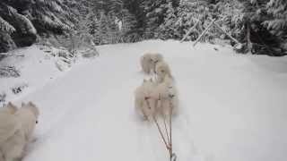 Sledtour with our Samoyeds 1Video [upl. by Malita]