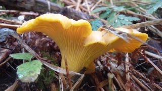 Belle cueillette de chanterelles in live [upl. by Billen]