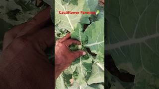 Cauliflower Farming फुलगोभी की खेती cauliflower vegetablefarming shorts subscribe like comment [upl. by Nodab]