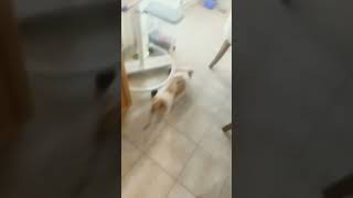 Dine and dash puppy dogbreed cute shorkie morkie cutebreed morkiepuppy dog funny ￼ [upl. by Sharma]