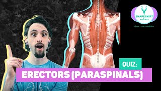 ERECTOR PARASPINAL MUSCLES  Anatomy QUIZ  Yoga Anatomy Lesson [upl. by Paulie]