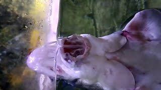 wild animal videos Sturgeon fish mouth unusual moment animal funny shorts nərə asetrin balığı [upl. by Kary23]