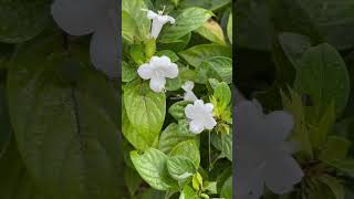 Barleria cristata var albida [upl. by Gnirol]