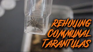 Rehousing My Communal Tarantulas  Monocentropus balfouri [upl. by Pirozzo]