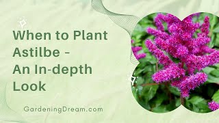 When to Plant Astilbe – An Indepth Look [upl. by Pepito]