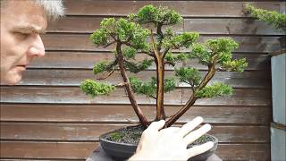 Juniperus Chinensis three trunk bonsai6part2 [upl. by Nahtnahoj936]