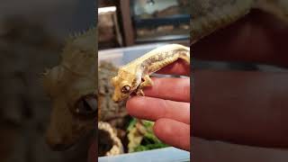 What Fruit Can My Crested Gecko Eat 🦎🤔shorts [upl. by Babbie]