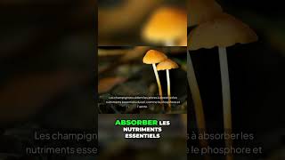 La symbiose incroyable entre arbres et champignons nature champignonssymbioseincroyablearbres [upl. by Yle]