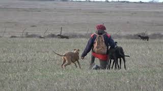 Galgos de campo  Compilado temporada 2024 [upl. by Sigfried]