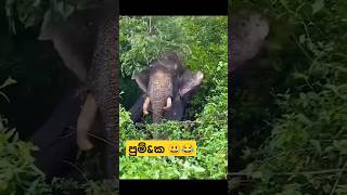 අම්මෝ සාන්ත සගෝ 😃😂 funnyvideo funny shorts elephant slmemereview dance funnydance trending [upl. by Litt]