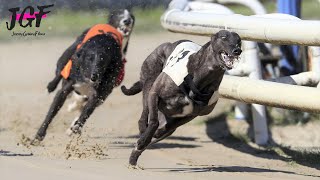 Greyhound Racing  Champions  Track race 686m 🏆 [upl. by Nwahshar]