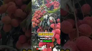 Unique How to Planting Lychee At Home🌟🌳 Part 01 🌍 shorts short unique [upl. by Warfold]