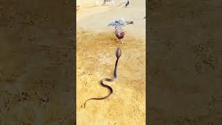 New snake videowhat did the snake do foryou ytshortsvideo ytshort ytshorts ytviral cobras [upl. by Neleh]