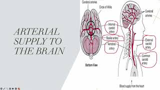 anatomy lect 1 ant circulation [upl. by Oiragelo]