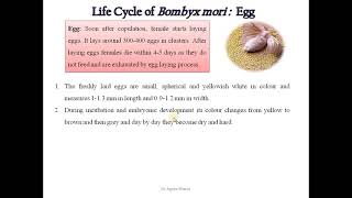 6 Study Life cycle and External Morphology of Bombyx mori Silk moth [upl. by Jacinthe]