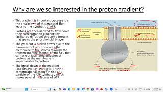 Chemiosmosis apbiology ibbiology plantphysiology photosynthesis class12th neetbiology [upl. by Stelmach]