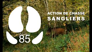 MAGNIFIQUE ACTION DE CHASSE sanglier hunting cinghiale wildboard chasseausanglier vendée [upl. by Bayly]