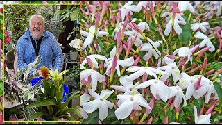 JASMINS BLANCS  GRIMPANTES AU PARFUM ENCHANTEUR POUR LES CLIMATS DOUX Le Quotidien du Jardin N°312 [upl. by Aihk76]