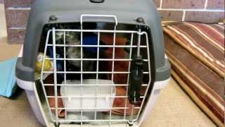 Poor Schnauzer Puppy Crying Loud [upl. by Lounge]