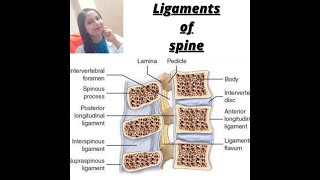 LIGAMENTS OF SPINE   LIGAMENTUM FLAVUM  SUPRASPINOUS  INTERSPINOUS  INTER TRANSVERSE LIGAMENT [upl. by Ryter]