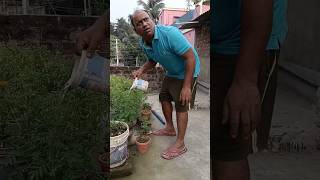 ame to kaudi bala youtubeshorts funny shortsvideo trending viralvideo [upl. by Ermina]