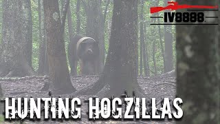 Hunting HOGZILLAS in East Tennessee [upl. by Elrae]