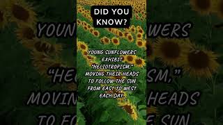 The Sunflower That Tracks the Sun Heliotropism SunflowerMagic NatureGrowth PlantFacts facts [upl. by Oakleil]