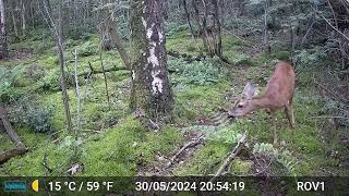 Bad Benteim Germany wildlife  99 Deer hungry  eating fern [upl. by Esilram]