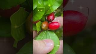 UMA FRUTA MILAGROSA 😱 Habitat Brasileiro frutas frutadomilagre plantas pomar [upl. by Nobel]