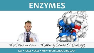 Enzymes  GCSE Biology 91 [upl. by Iris]