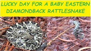 Giving a Baby Eastern Diamondback an Assist [upl. by Egide]